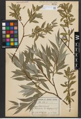 Foto von Salix alba L.